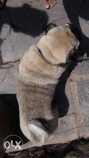 Pug Female 1 and half year old Kci regesterd