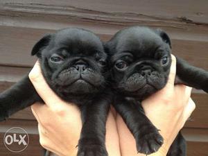 Pug black puppies pure breed 29 days old helathy puppies..