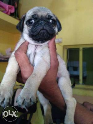 Pug puppies Female  available all over India