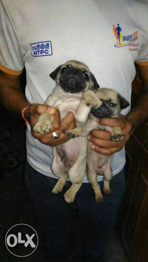 Pug puppies Female puppies available male 