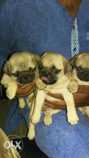 Pug puppies available Female  all over India