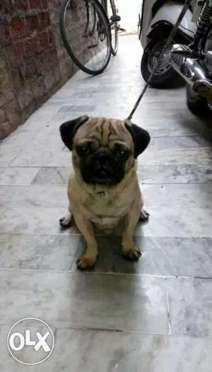Pug puppies available all over India delivery