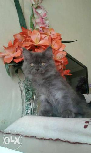 Punch Persian for sale