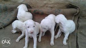 Pure Rajapalayam Puppy Only One Female Puppy Is Availablr