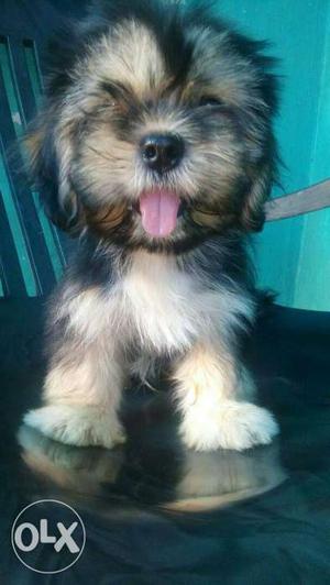 Pure lhasa apso dog puppies available