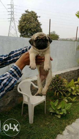 Quality Pug Puppies in pune
