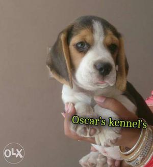 Quilty perfect beagle puppy at Oscar's kennel 30