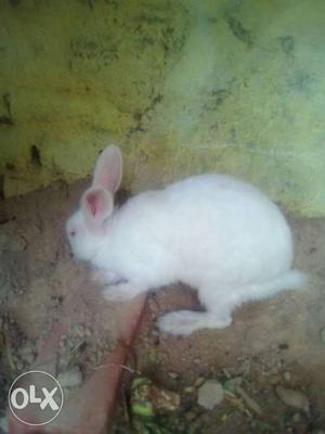Rabbit very nice,healthy and active also female