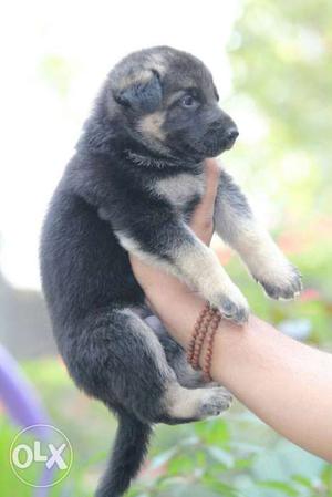 Rambo pupp german shepherd pupp very active playfull pupps