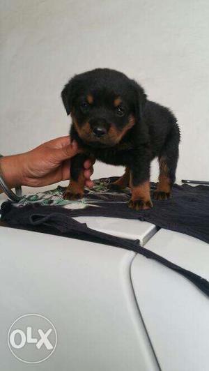 Rottweiler female 2month