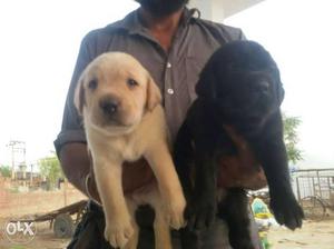 Rottweiler or labrador male available at dwarka call