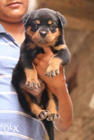Rottweiler pup for sell at best price cute pup.