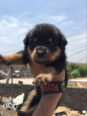 Rottweiler puppies champain quality