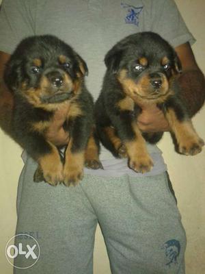 Rottweiler # puppy for sell at best price 40 days