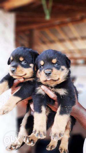 Rottwelier puppies available