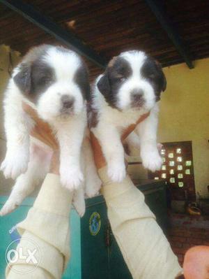 SAINT BR.Puppy Very Good Quality For SELL