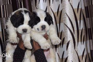 Saint Bernard puppy for sell at best price call