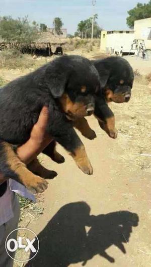 Security purposes Rottweiler puppies available