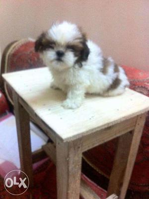 Shih-Tzu male and Female puppies FRENCH KENNEL