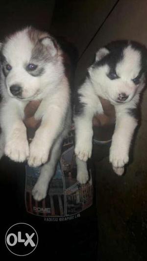 Show quality SIBERIAN HUSKY for sale. intrested