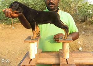 Show quality dobermann puppies available for new