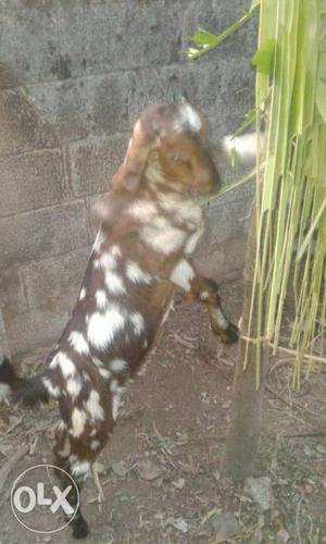 Sirohi goat for sale