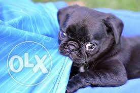 Small bread pug puppy female black color available