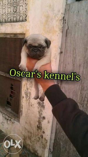 So cuty fawn colour pug pupy at Oscars kennel 35