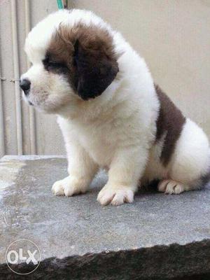 St.bernard Pups Available FRENCH KENNEL