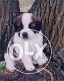Super Duper Qaulity Saint Bernard Puppy For Sell
