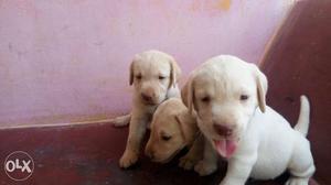 The Good quality Labrador Retriever puppies for sale