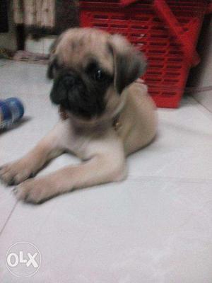 This black pug 2 Months pups available at my home
