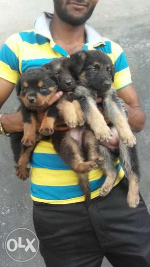 Three Black And Brown Coated Puppies