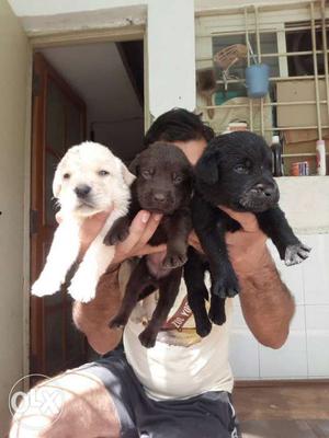 Three Chocolate, Black And Yellow Labrador Retriever Puppies