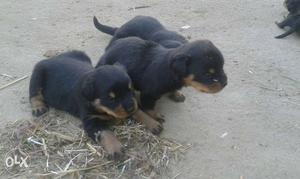 Three Mahogany Rottweiler Puppies