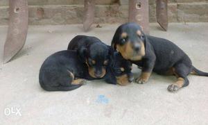 Three Tan-and-black Short Coated Puppies