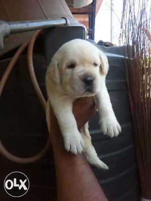 Top qulalty Lab puppy For Sale