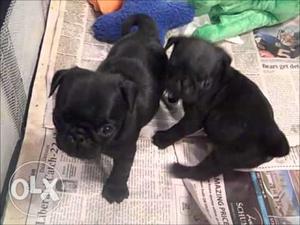 Two Black Pug Puppies