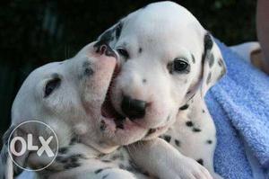 Two Dalmatians Puppies