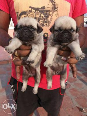 Two Fawn Pug Puppies each 10k Show quality