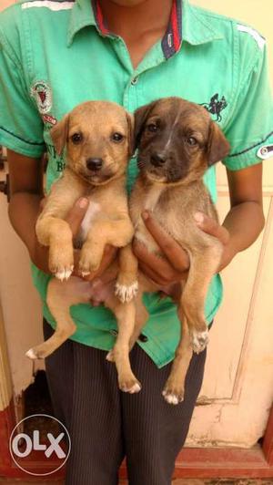 Two Tan Short Coated Puppies
