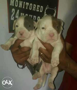 Two White-and-brown Short Coat Puppies