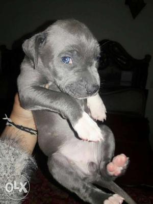 Ultimate pitbull female pup full hot blood blue
