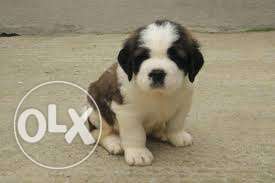 Very Show Heavy Born Puppy Available Saint Bernard