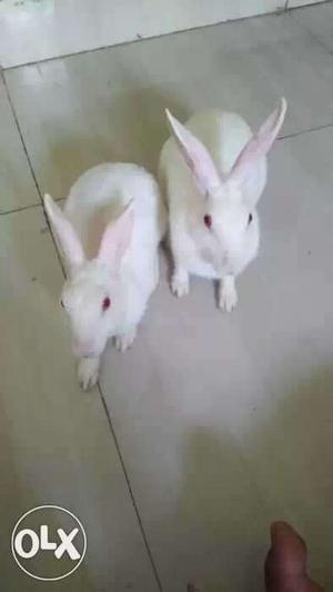Very cute red eye pure white rabbit pair want to