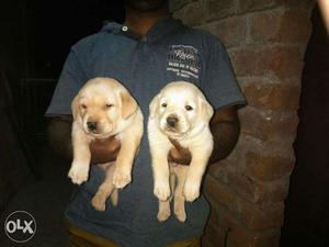 Very so lovely & cute Labrador cream female puppy for sell