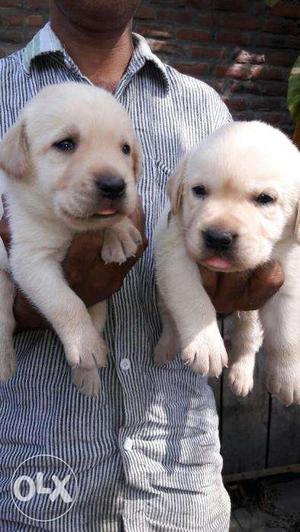 Vom walfenhaus Labrador FEMALE double coat puppies 4