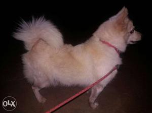 Want a male pomeranian dog for crossing only