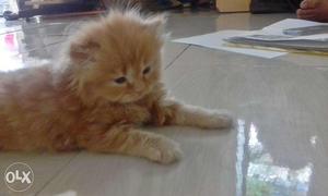 Want to sell persian cat 2 month old