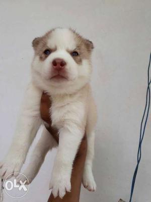 White And Brown Siberian Husky Puppy